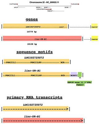 Birth of a Regulatory Long Non-coding RNA/Gene, linc-UR-UB